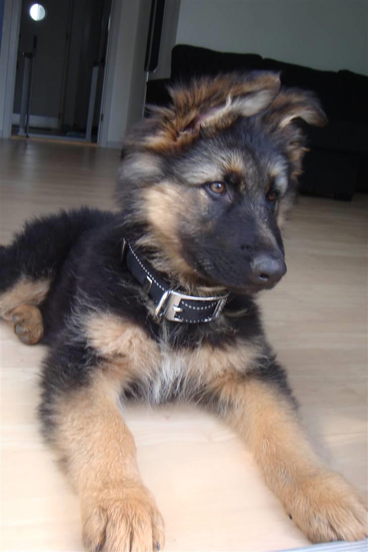 Schæferhund Charlie - Charlie ligger og soler sig på terrasen billede 1