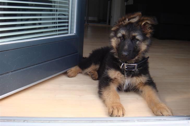 Schæferhund Charlie billede 2