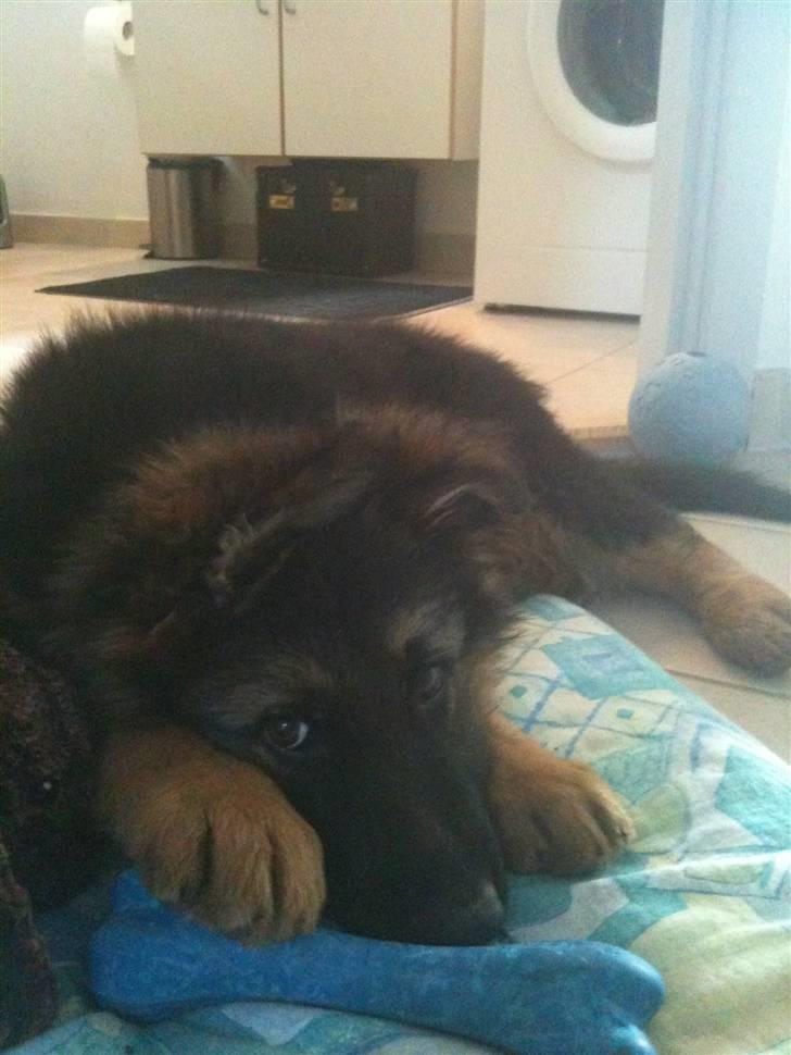 Schæferhund Charlie billede 3