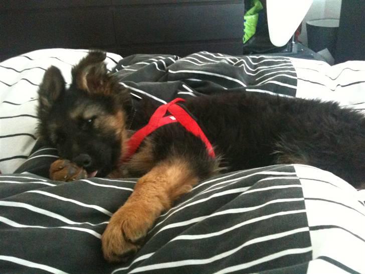 Schæferhund Charlie - Hov der var man vidst lige oppe i sengen? billede 4