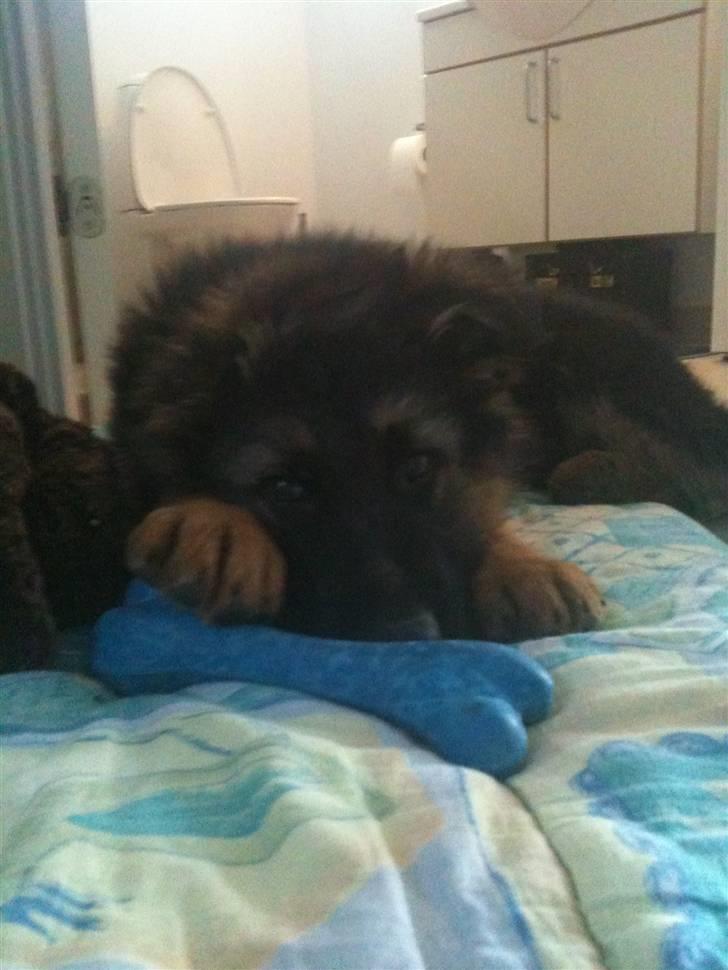 Schæferhund Charlie billede 5