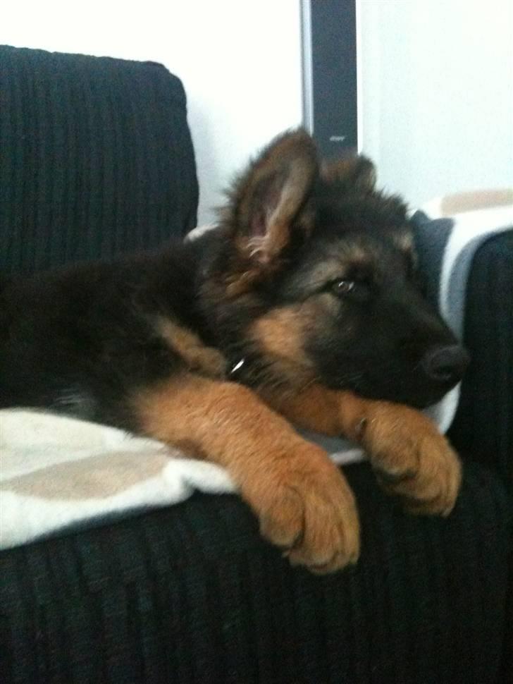 Schæferhund Charlie - Ser fjernsyn billede 6