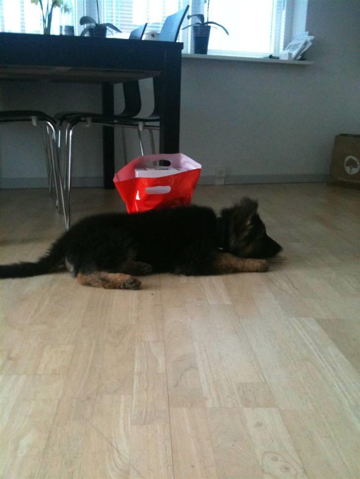 Schæferhund Charlie - Lille lur efter gåtur billede 7