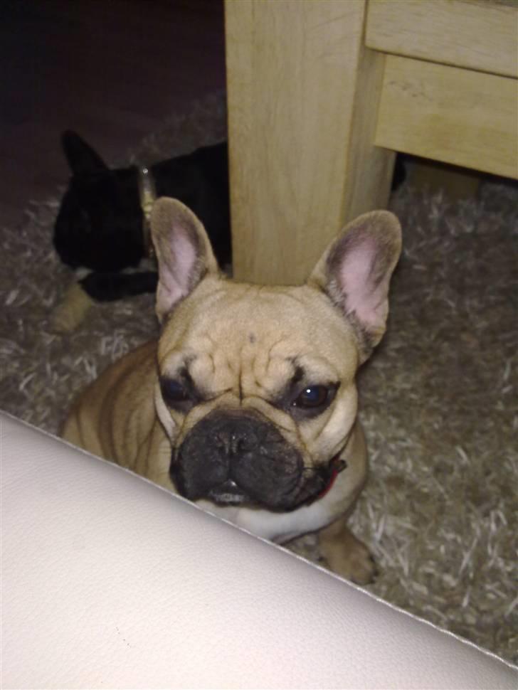 Fransk bulldog Bailey billede 6