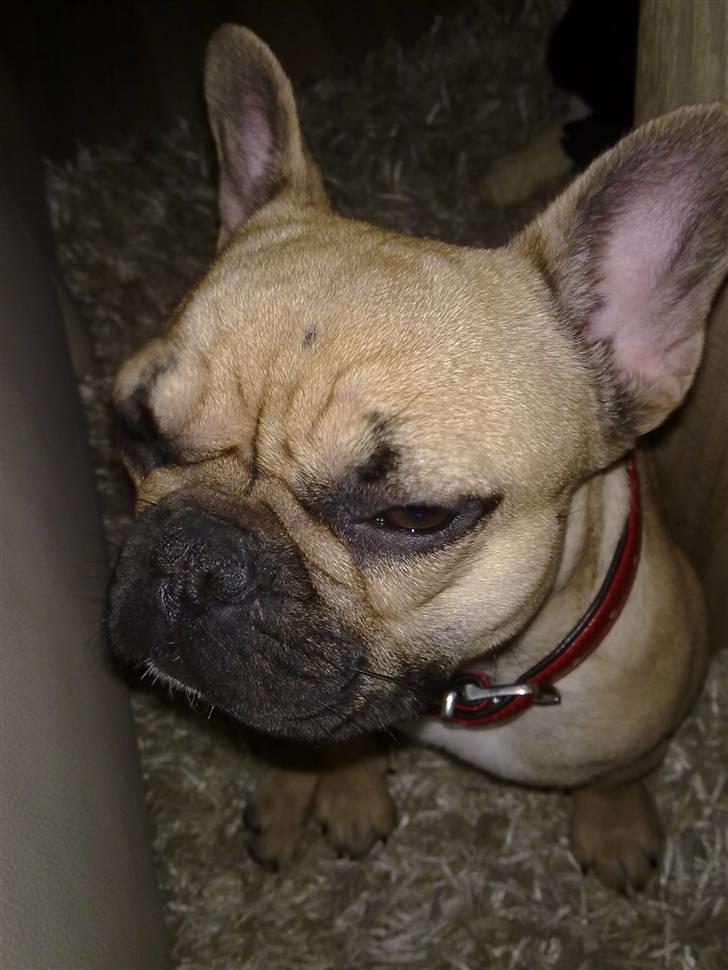 Fransk bulldog Bailey billede 7