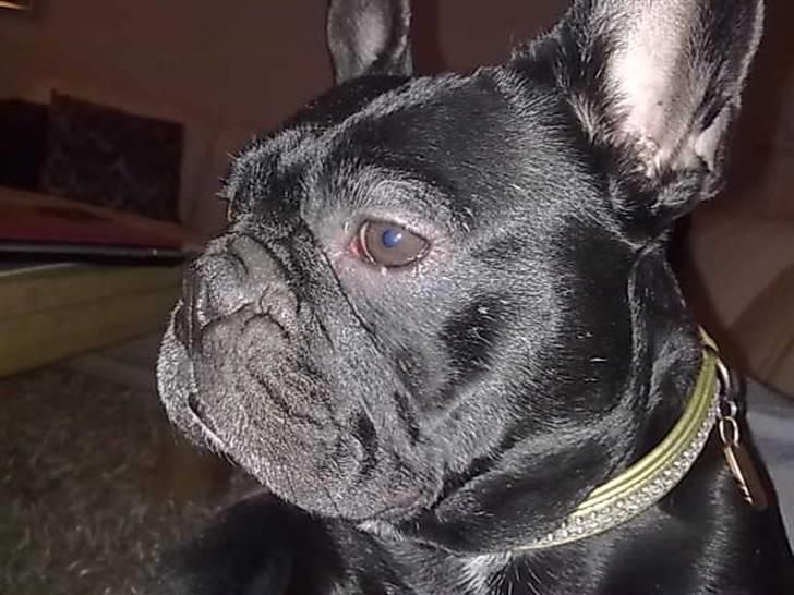 Fransk bulldog Kahlua billede 6