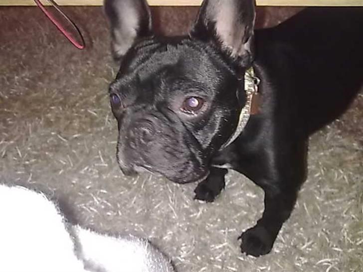 Fransk bulldog Kahlua billede 7