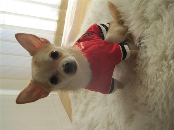 Blanding af racer Grisling billede 13