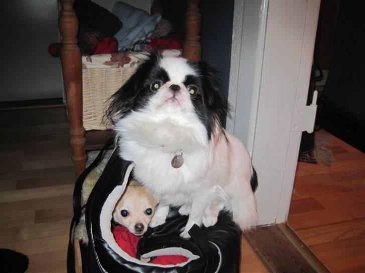 Blanding af racer Grisling billede 14