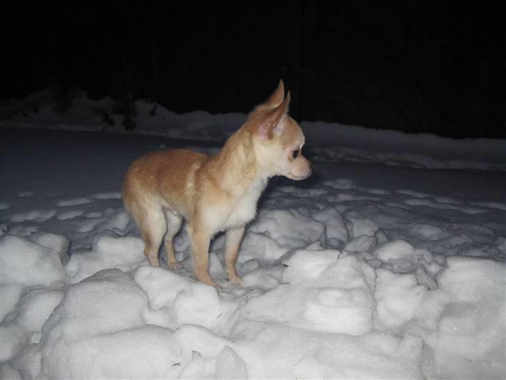 Blanding af racer Grisling billede 15