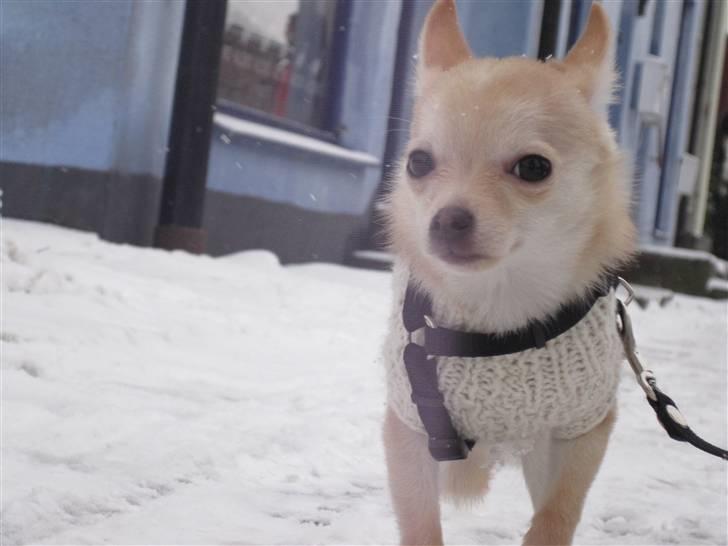 Blanding af racer Grisling billede 16