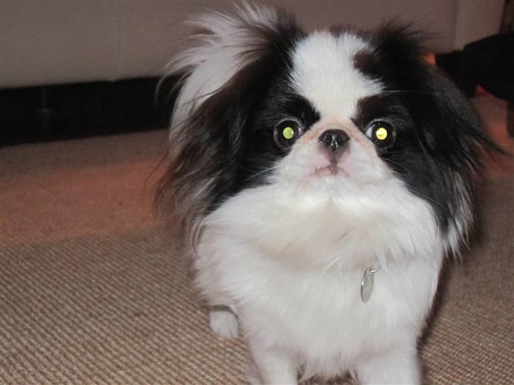 Blanding af racer Grisling billede 17