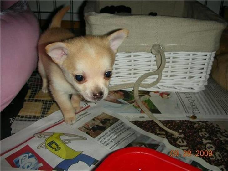 Blanding af racer Grisling billede 18