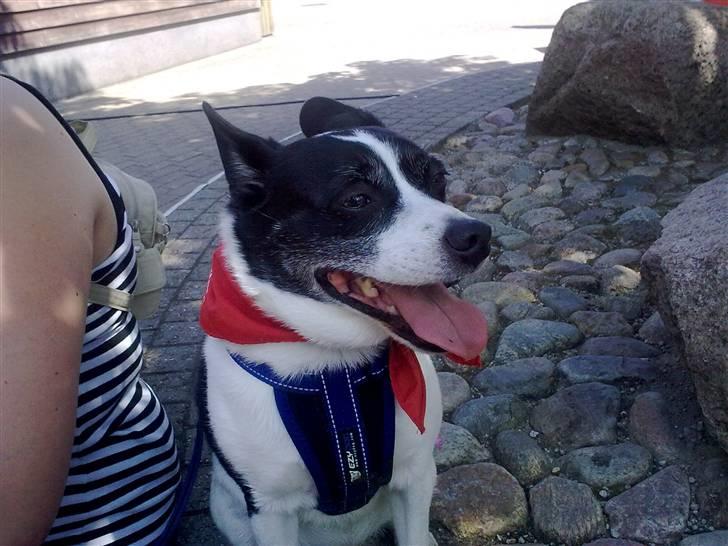 Blanding af racer Himmelhund Charlie  billede 13