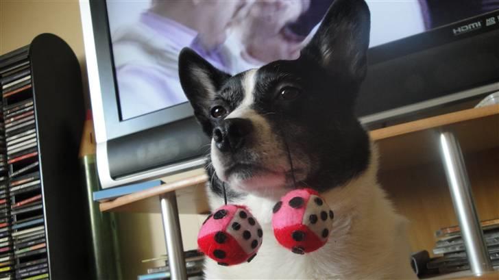 Blanding af racer Himmelhund Charlie  billede 14