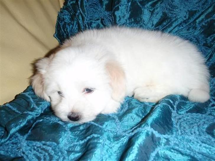 Coton de tulear Uršula - female Uršula www.sweb.cz/cotoni billede 1