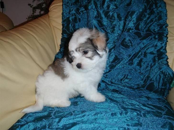 Coton de tulear Uršula - female www.sweb.cz/cotoni billede 2