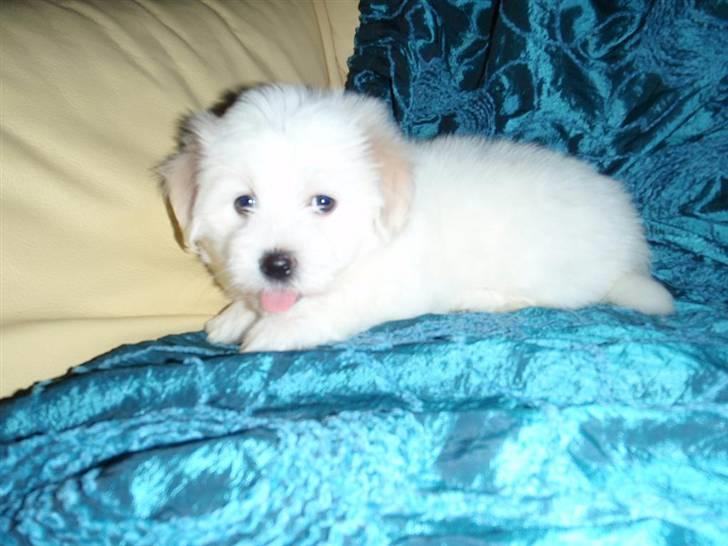 Coton de tulear Uršula billede 3