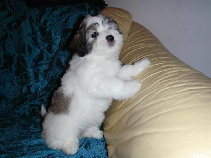 Coton de tulear Uršula - sindy www.sweb.cz/cotoni billede 4