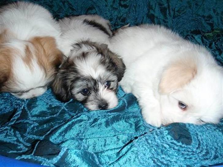 Coton de tulear Uršula - puppy male and female www.sweb.cz/cotoni billede 5