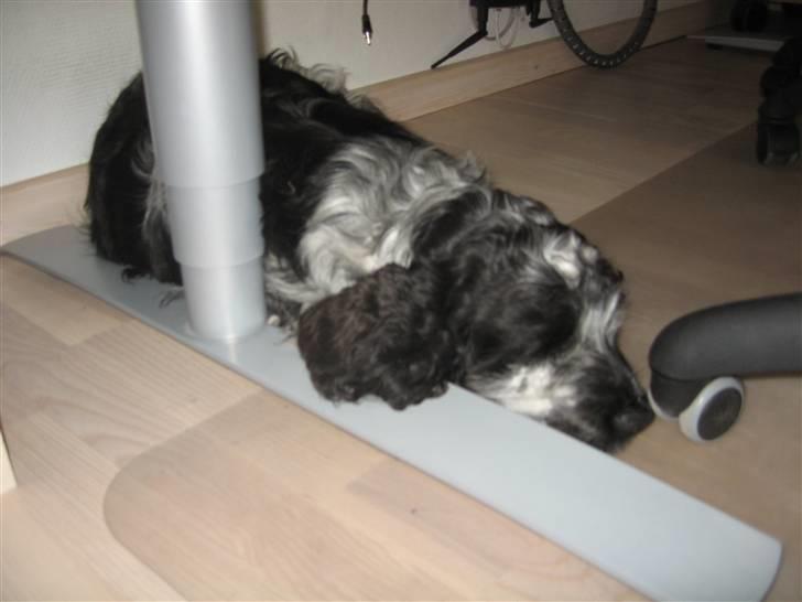 Cocker spaniel Bailey - Dejligt med en lille lur (: billede 5