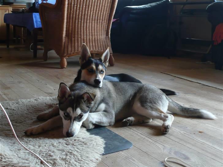 Blanding af racer Nishka billede 7