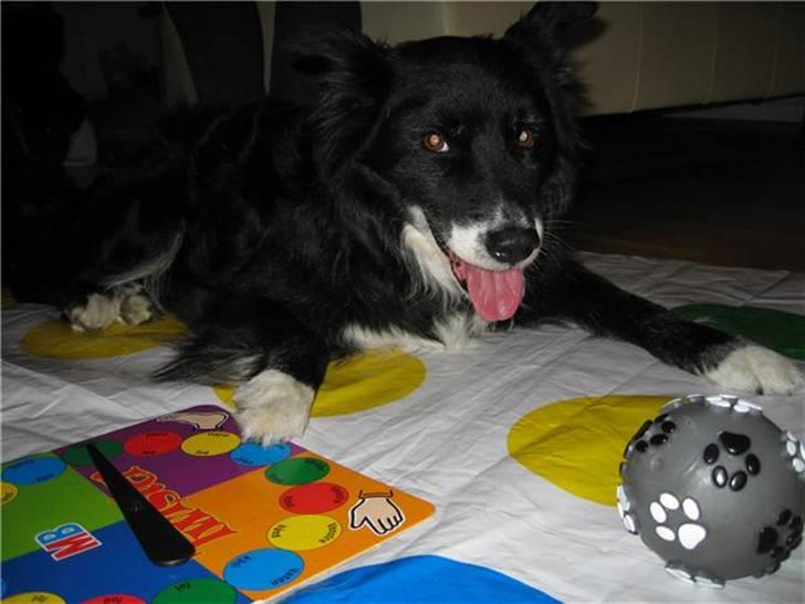 Blanding af racer Kátur - Vil du spille Twister? billede 9