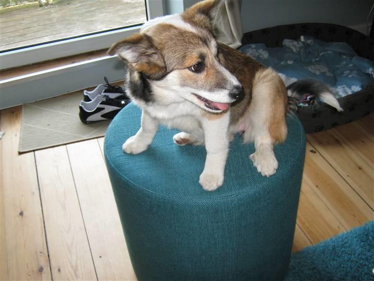 Islandsk fårehund Sofie - Når jeg ikke må være i sofaen, sætter jeg mig da bare på en puf :) billede 5