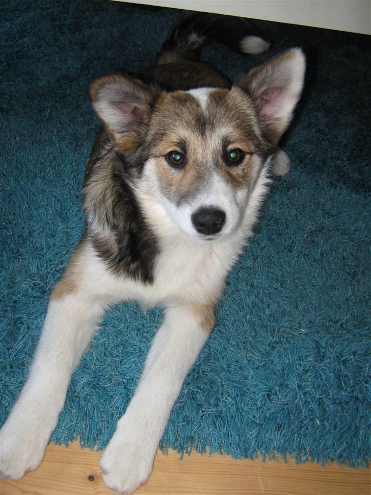 Islandsk fårehund Sofie - 4 måneder billede 2