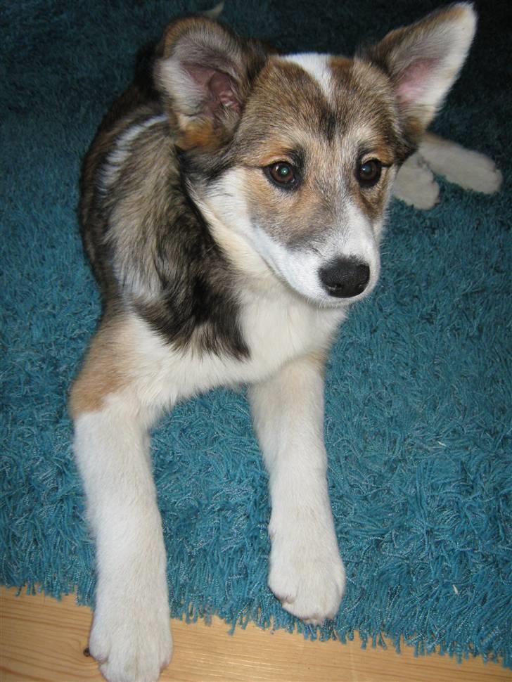 Islandsk fårehund Sofie - 4 måneder billede 3