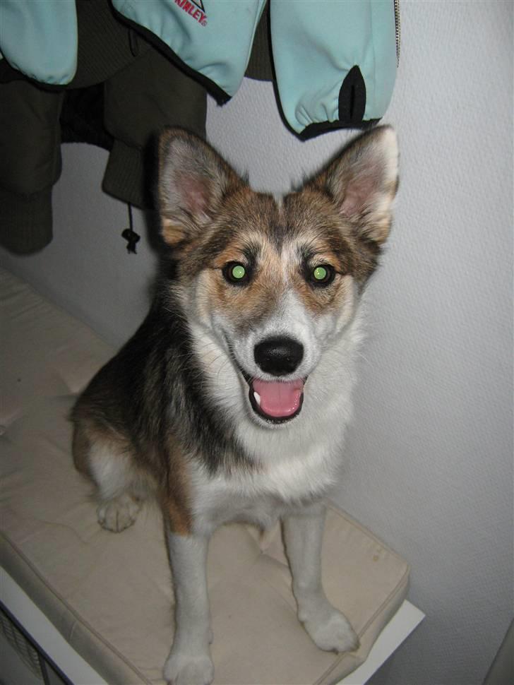 Islandsk fårehund Sofie billede 4