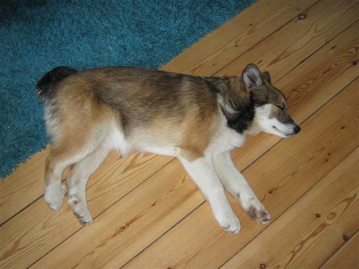 Islandsk fårehund Sofie - Åh, jeg er bare så træt. (4 måneder) billede 6