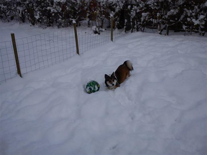 Islandsk fårehund Sofie - Sofie i sneen :) billede 7