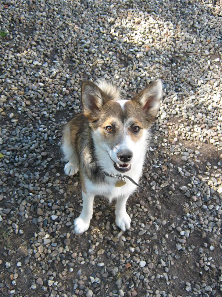 Islandsk fårehund Sofie billede 8