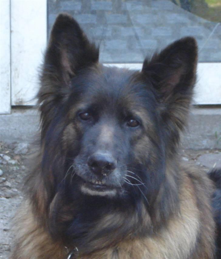 Schæferhund Tiffany billede 1