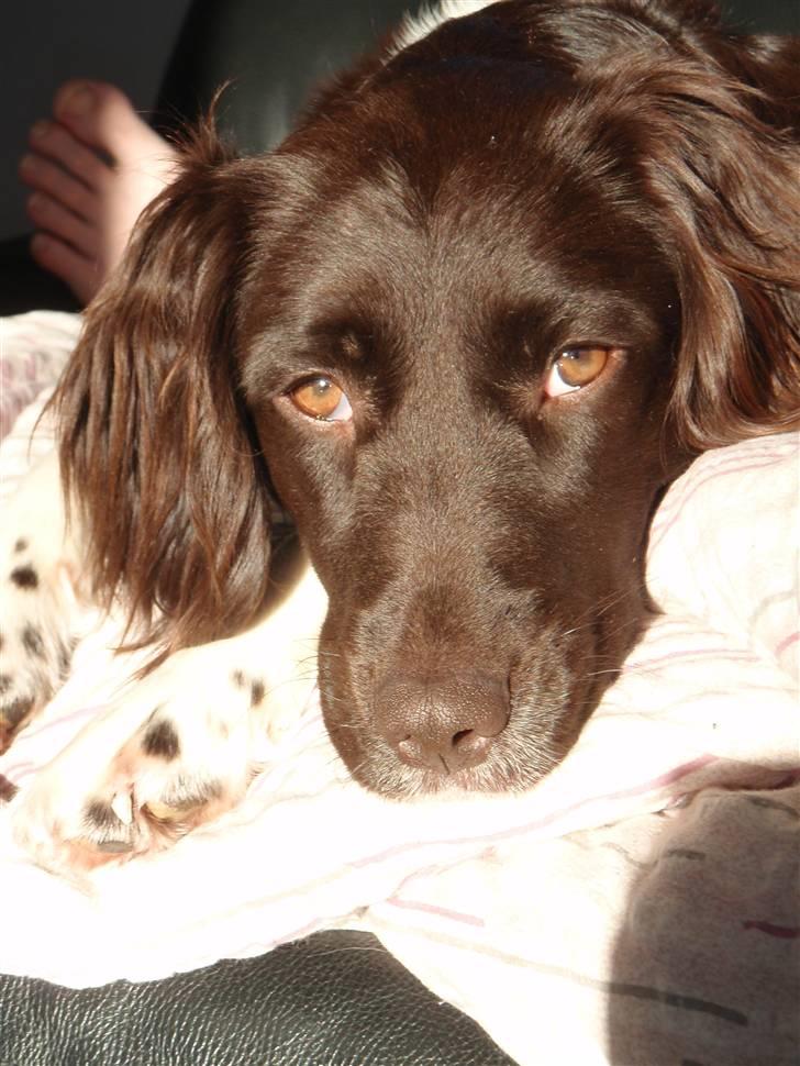 Kleiner münsterländer Sille billede 1