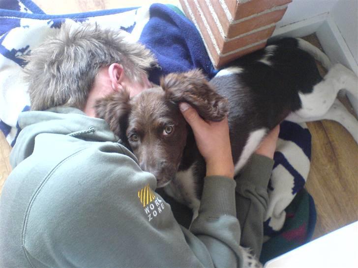 Kleiner münsterländer Sille billede 2