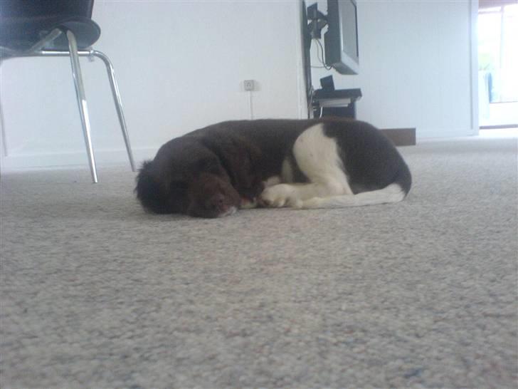 Kleiner münsterländer Sille - 10 - 12 uger :) billede 3