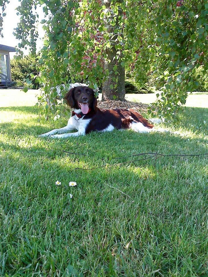 Kleiner münsterländer Sille billede 4