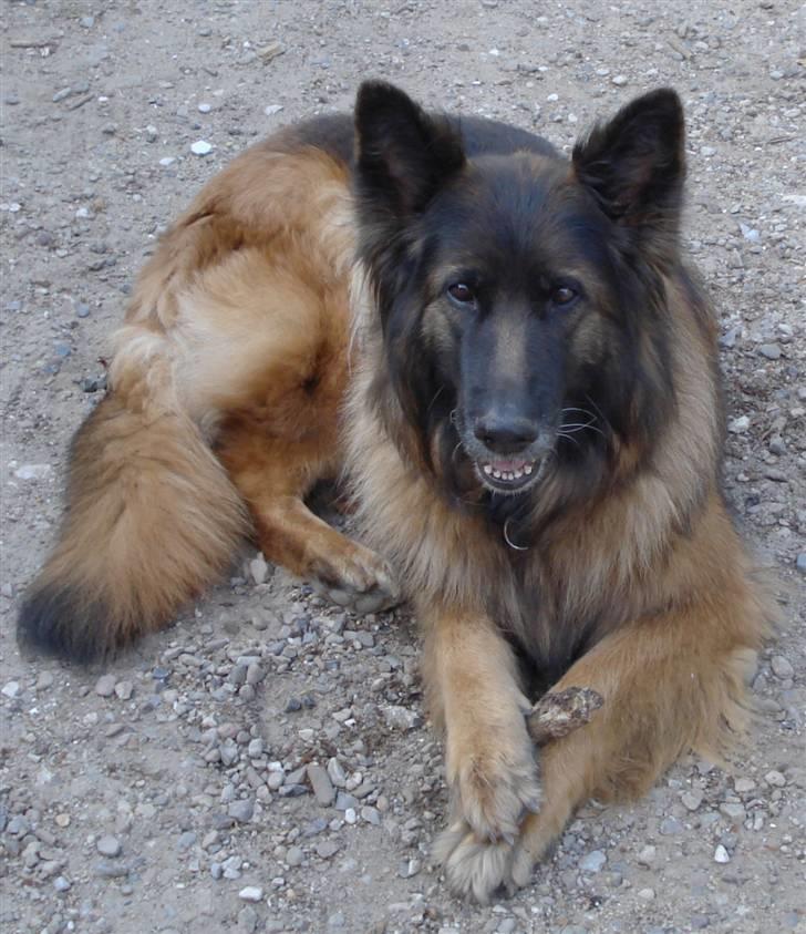 Schæferhund Tiffany billede 2