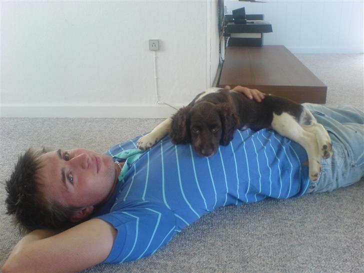 Kleiner münsterländer Sille billede 5