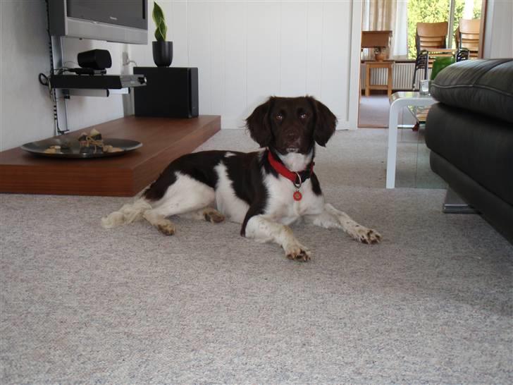 Kleiner münsterländer Sille billede 6