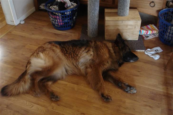 Schæferhund Tiffany billede 3