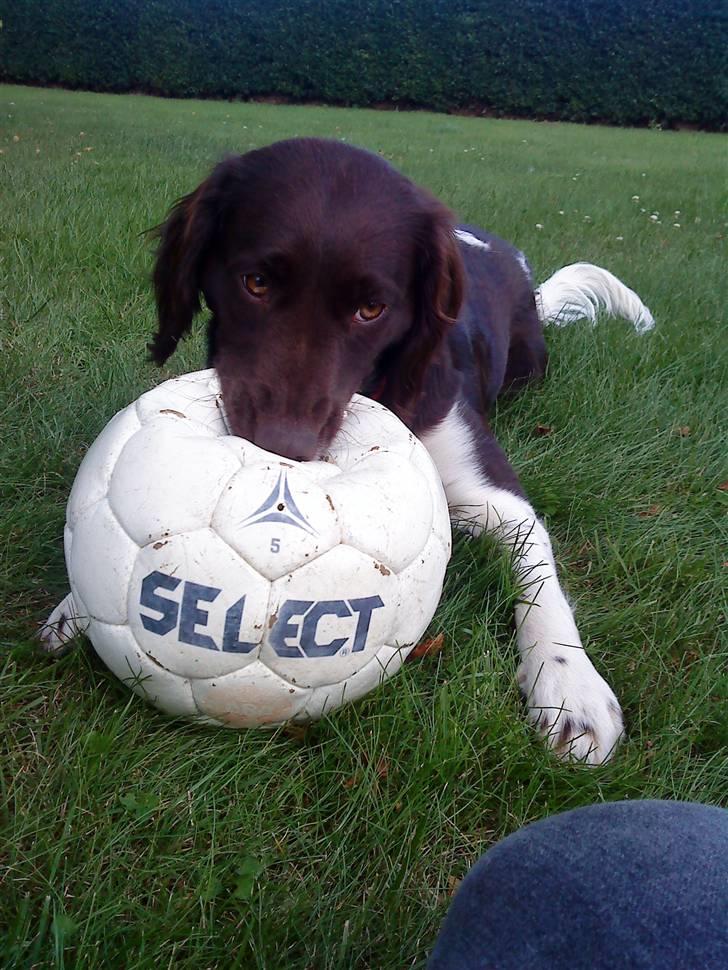 Kleiner münsterländer Sille billede 7