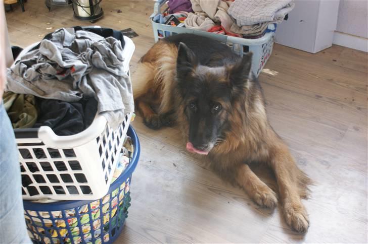 Schæferhund Tiffany billede 4