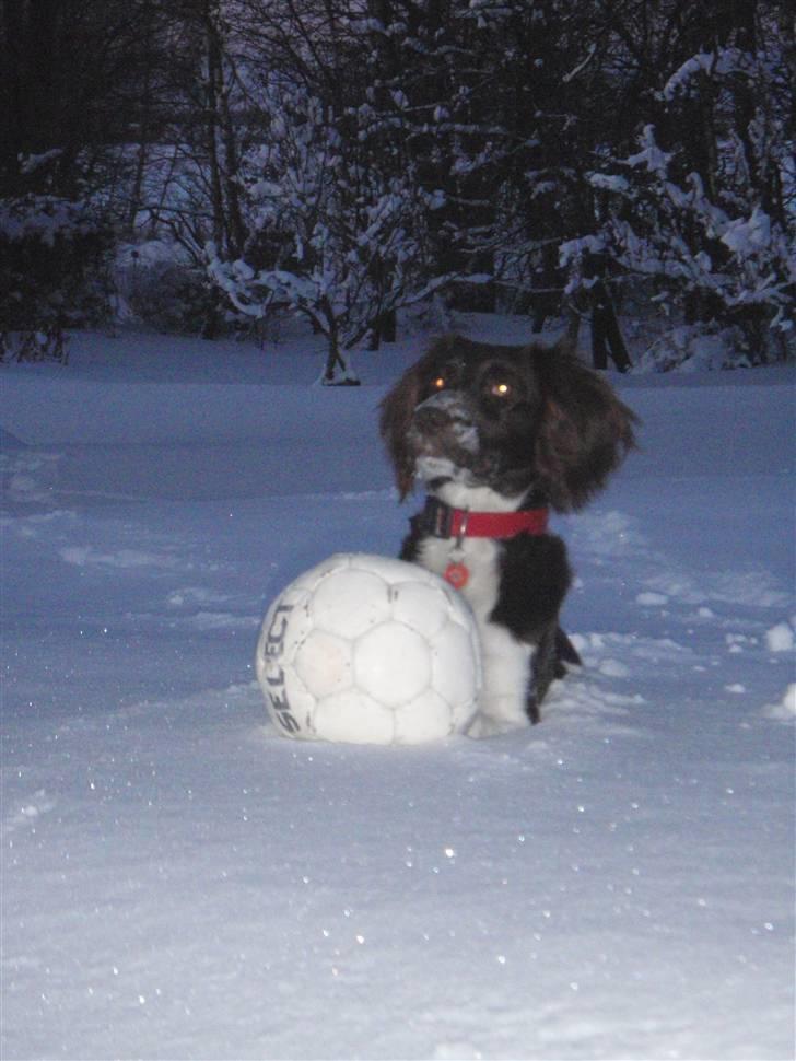 Kleiner münsterländer Sille billede 8