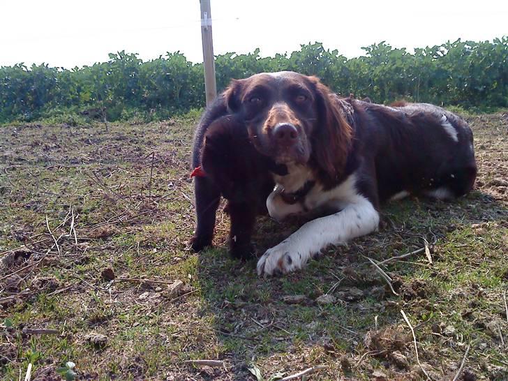Kleiner münsterländer Sille billede 9