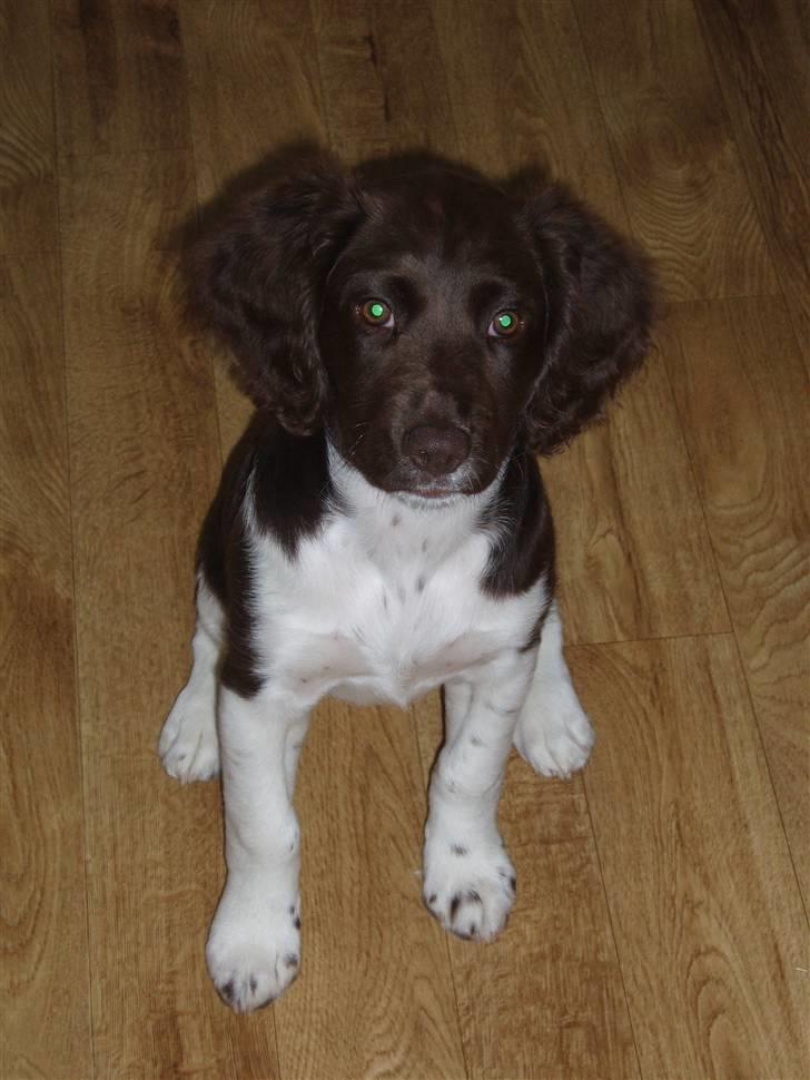 Kleiner münsterländer Sille billede 11