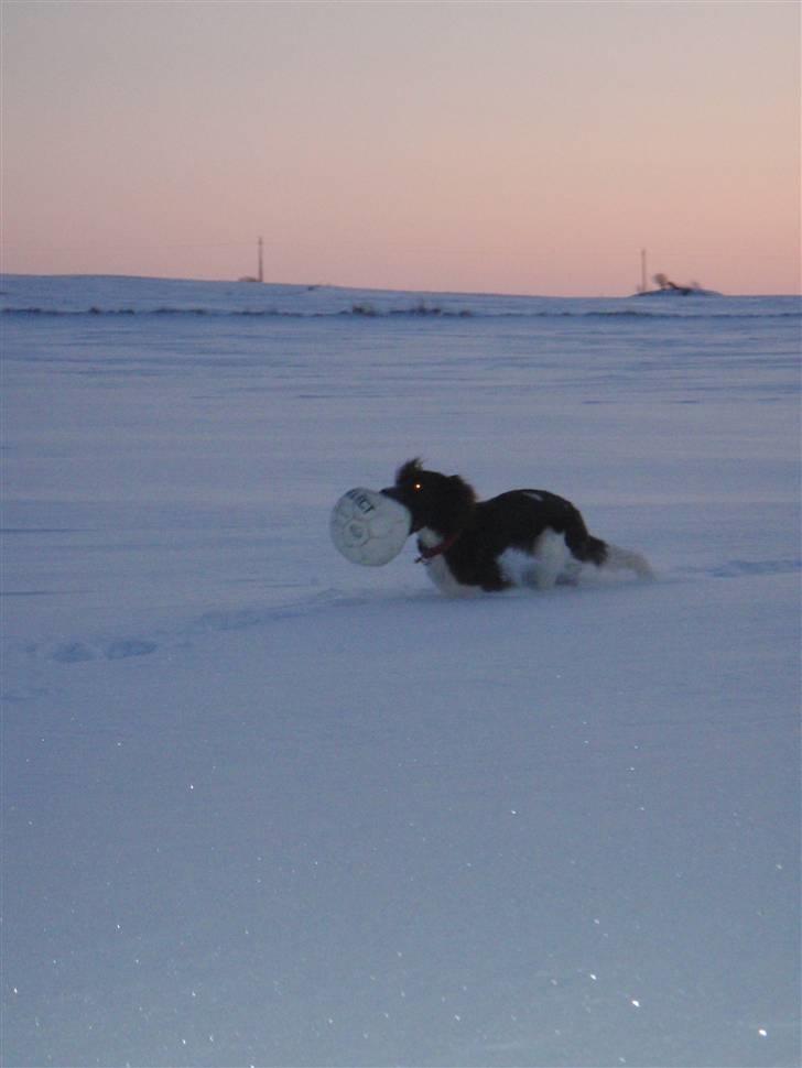 Kleiner münsterländer Sille billede 12