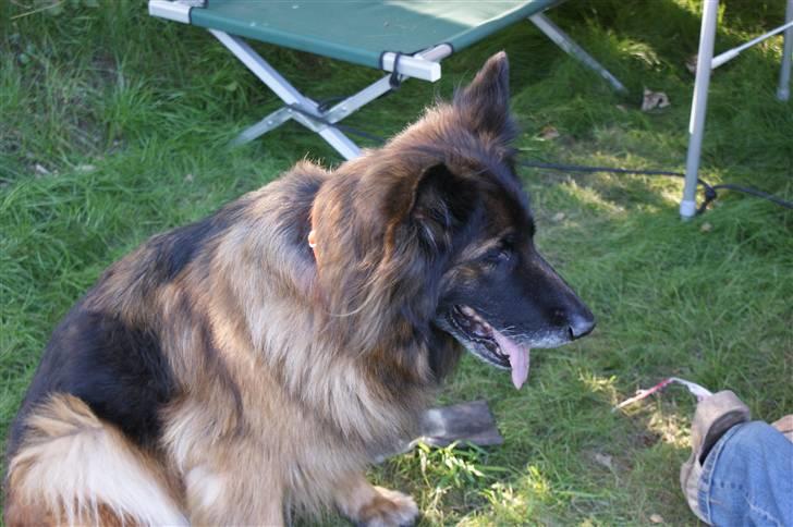 Schæferhund Tiffany billede 5